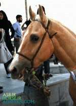 turkmenhorse6.gif