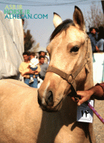 turkmenhorse8.gif