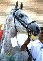 turkmenhorse9.gif