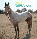 turkmenhorse10.gif