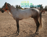 turkmenhorse12.gif