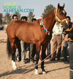 turkmenhorse13.gif