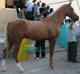 turkmenhorse14.gif