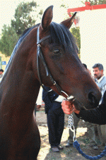 arabianhorse1.gif