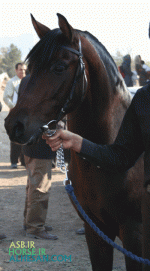 arabianhorse5.gif