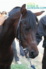 arabianhorse6.gif