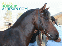 arabianhorse7.gif