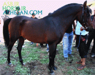 arabianhorse8.gif