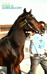 arabianhorse10.gif