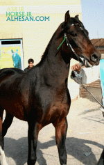 arabianhorse11.gif