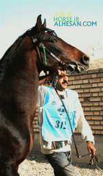 arabianhorse12.gif