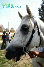 arabianhorse9.gif