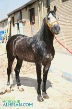 arabianhorse2.gif