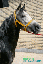 arabianhorse3.gif