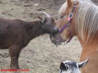 funny pics of horses 27.jpg