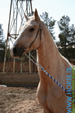 blue eyes horse2.gif