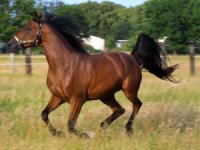 Karabakh-horses-300x225.jpg