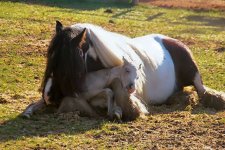 Horse-Love-3.jpg