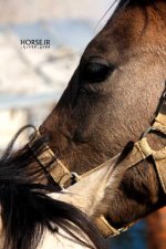 turkmen horse iran.jpg