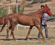 ahwaz arabian horse show (1).jpg