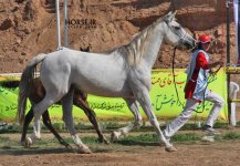 ahwaz arabian horse show (3).jpg