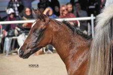 ahwaz arabian horse show (4).jpg