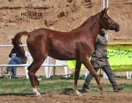 asil horseshow iran ahwaz (8).jpg