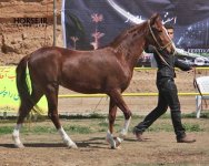 asil horseshow iran ahwaz (9).jpg