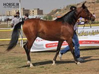 asil horseshow iran ahwaz (11).jpg