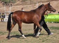 asil horseshow iran ahwaz (15).jpg