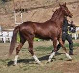 asil horseshow iran ahwaz (16).jpg