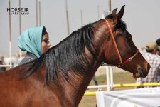 asil horseshow iran ahwaz (18).jpg