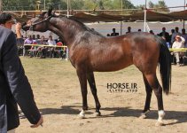 persian horse show ahwaz (1).jpg