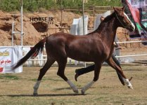 persian horse show ahwaz (4).jpg