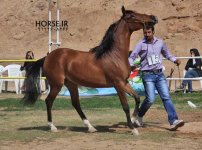 persian horse show ahwaz (6).jpg