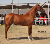 persian horse show ahwaz (15).jpg