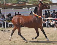 persian horse show ahwaz (25).jpg