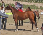 persian horse show ahwaz (26).jpg