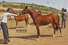 persian horse show ahwaz (28).jpg