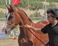 persian horse show ahwaz (31).jpg