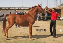 persian horse show ahwaz (32).jpg