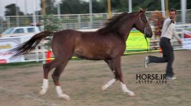 persian asil horse show (30).jpg