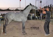 persian asil horse show (32).jpg