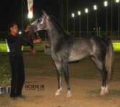 persian asil horse show (34).jpg