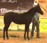 persian asil horse (4).jpg