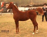 persian asil horse (6).jpg