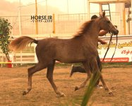 persian asil horse (8).jpg