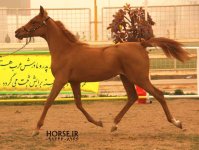 persian asil horse (10).jpg