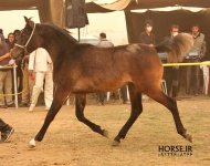 persian asil horse (13).jpg