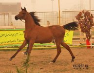 persian asil horse (14).jpg